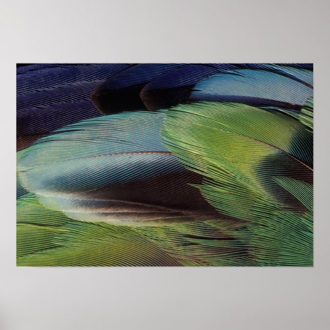 Poster Motif en plumes de perroquet (Devant)