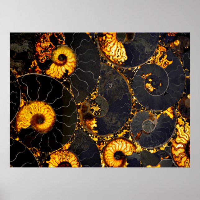 Poster Motif fossilisé de la coquille de Nautilus (Devant)