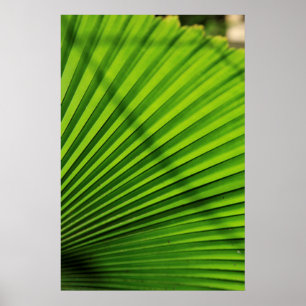 Poster Motif géant de feuille de palmier