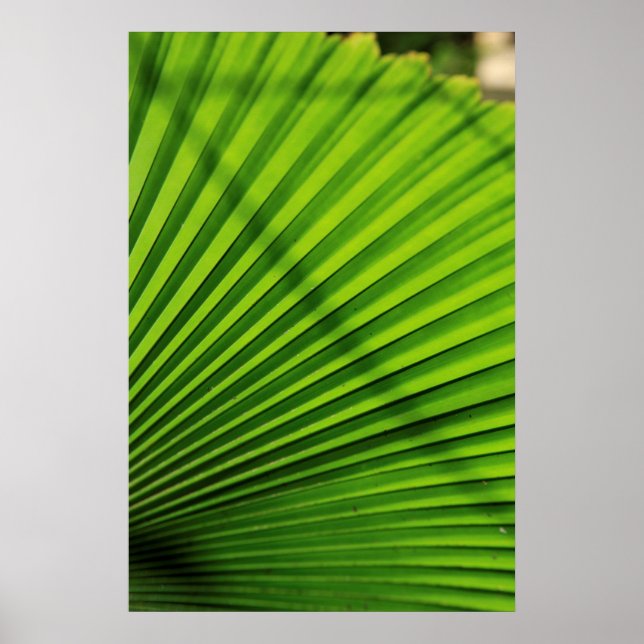 Poster Motif géant de feuille de palmier (Devant)