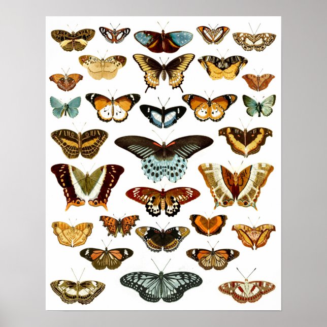 Poster Motif papillon vintage (Devant)