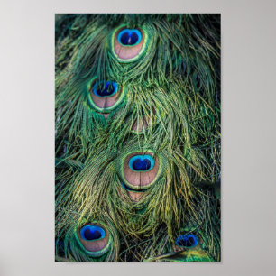 Poster Motif Peacock Feather