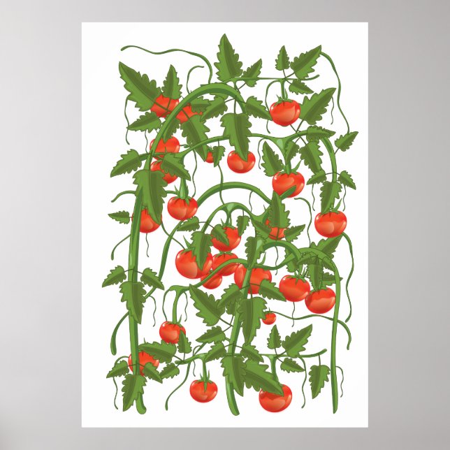 Poster Motif Tomates (Devant)