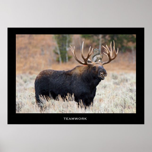 Poster motivationnel de l'orignal et de l'écureuil (Devant)