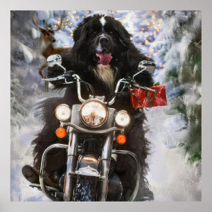 Poster Moto à chiens de Terre-Neuve Noël