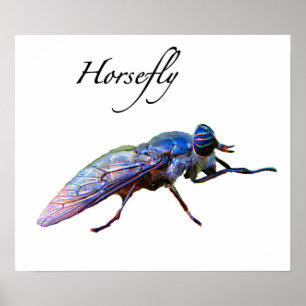 Poster Mouche