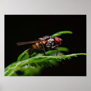 Poster Mouche aux yeux rouges perchée sur une feuille ver