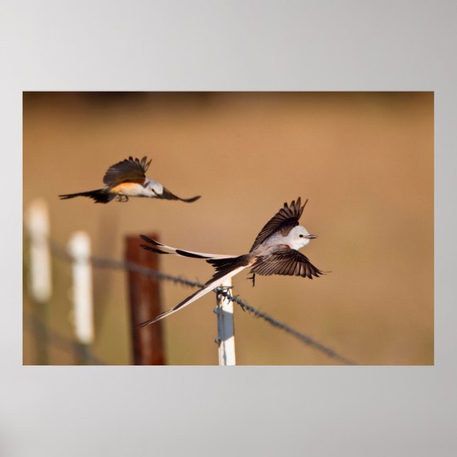 Poster Moucherolle à ciseaux (Tyrannus Forficatus) (Devant)