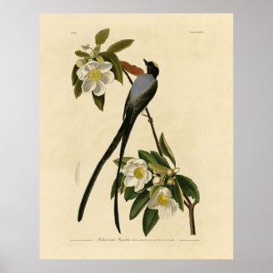 Poster Moucherolle à queue fourche, les oiseaux d'Amériqu