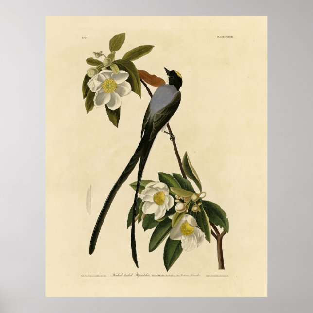 Poster Moucherolle à queue fourche, les oiseaux d'Amériqu (Devant)
