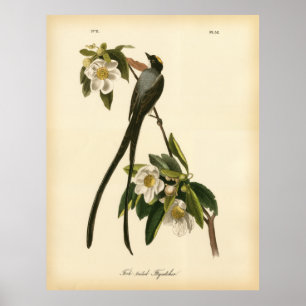 Poster Moucherolle à queue fourrée Vintage Audubon