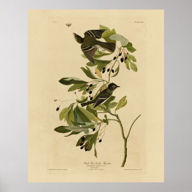 Poster Moucherolle acadien des oiseaux d'Amérique d'Audub (Devant)