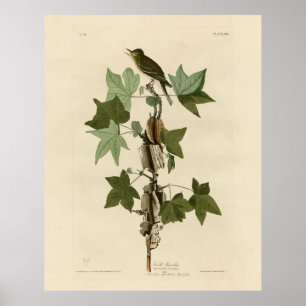 Poster Moucherolle - Audubon's Birds of America