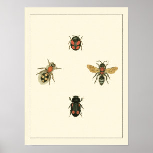 Poster Mouches et coléoptères par Vision Studio