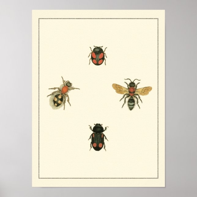Poster Mouches et coléoptères par Vision Studio (Devant)