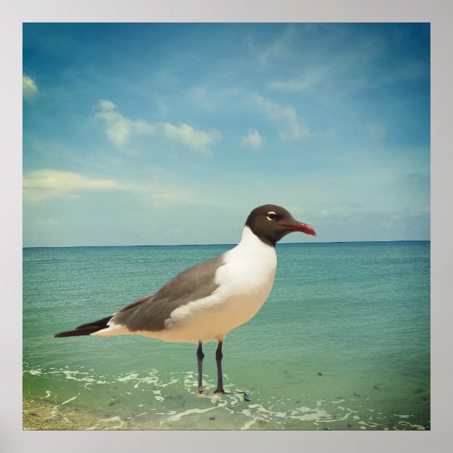 Poster Mouette (Devant)