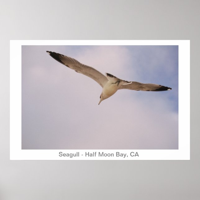 Poster Mouette (Devant)