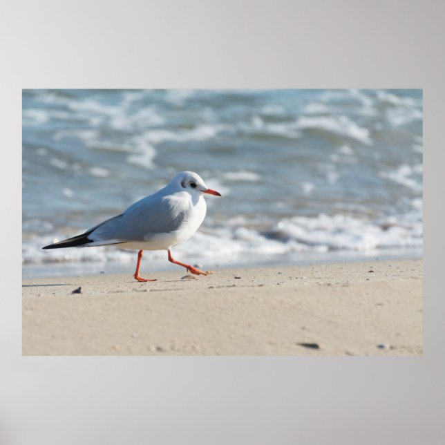 Poster Mouette (Devant)