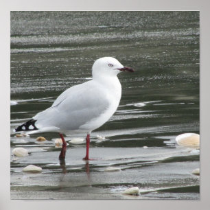 Poster Mouette à la plage
