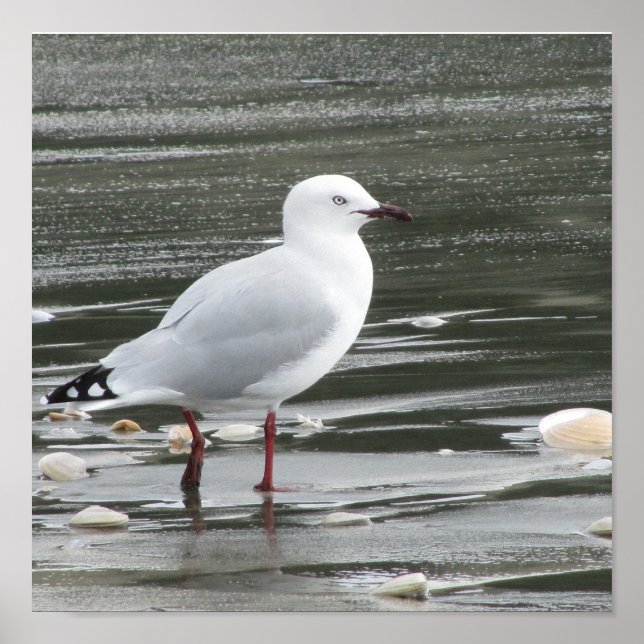 Poster Mouette à la plage (Devant)