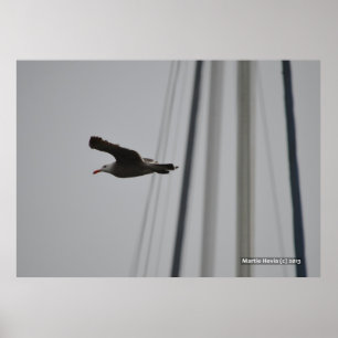 Poster Mouette dans le vol III
