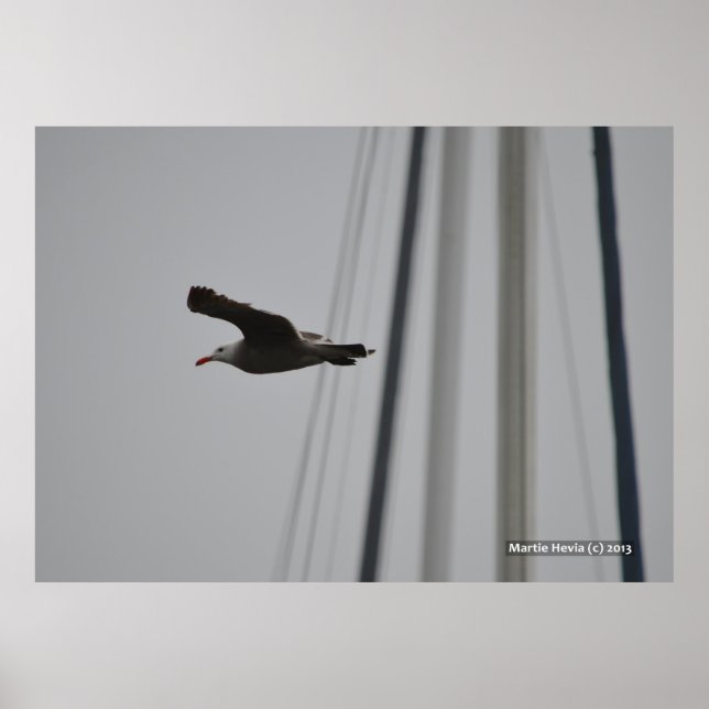Poster Mouette dans le vol III (Devant)