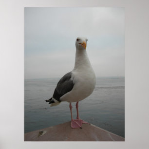 Poster Mouette de sourire