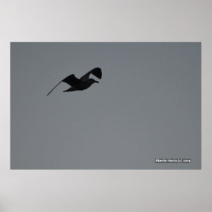 Poster Mouette en silhouette
