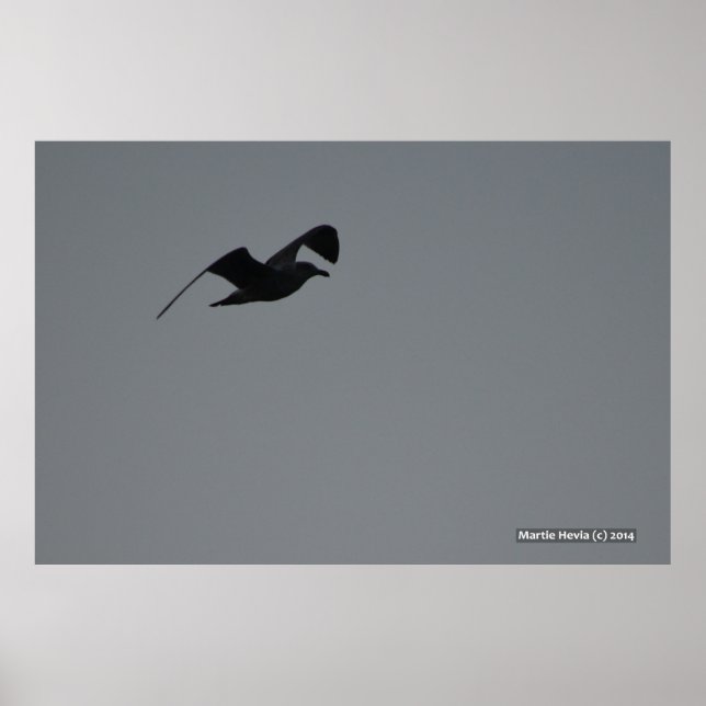 Poster Mouette en silhouette (Devant)