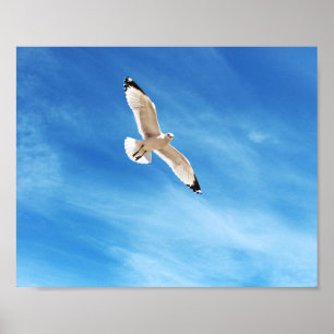 Poster Mouette en vol
