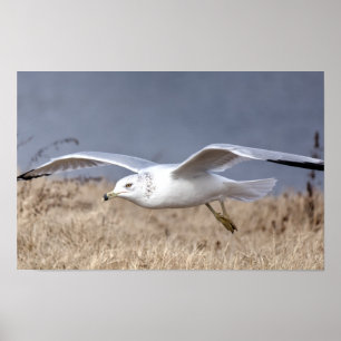 Poster Mouette en vol