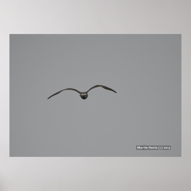 Poster Mouette en vol (Devant)