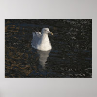 Mouette flottante