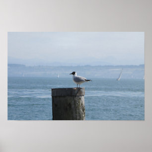 Poster Mouette solitaire sur un poste