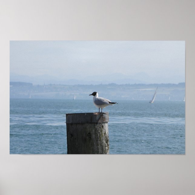 Poster Mouette solitaire sur un poste (Devant)