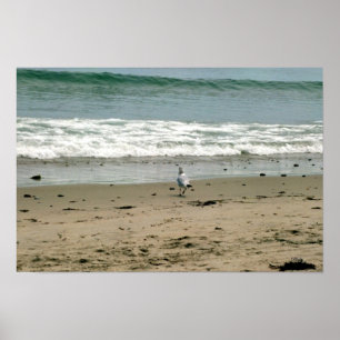 Poster Mouette sur la plage