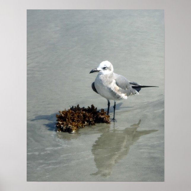 Poster Mouette sur la plage avec algues (Devant)