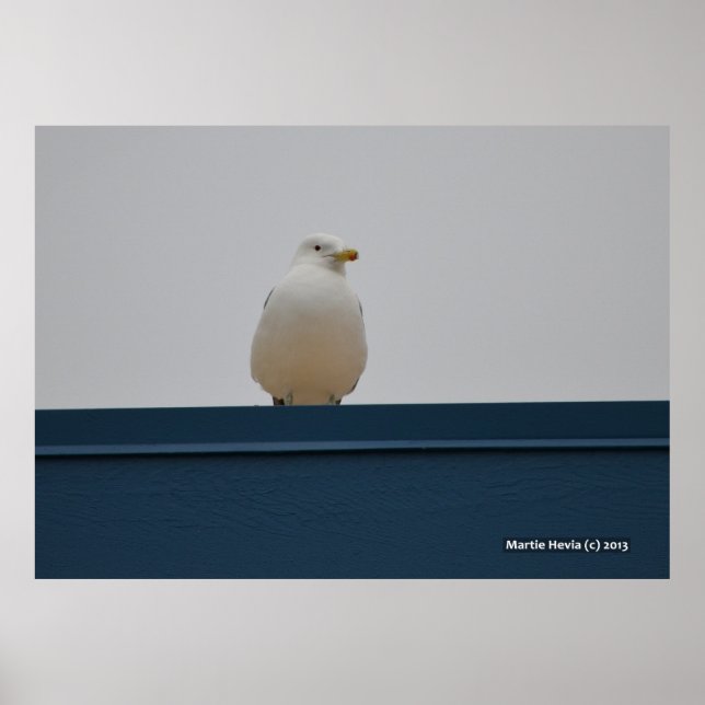 Poster Mouette sur le toit bleu II (Devant)
