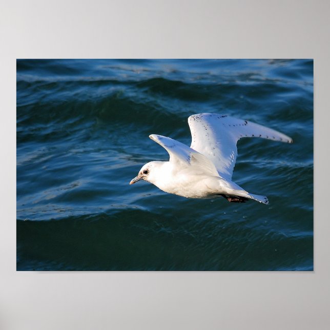 Poster Mouette Sur L'Eau (Devant)