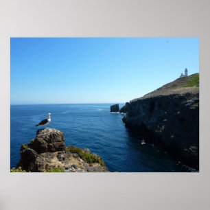 Poster Mouette sur l'île d'Anacapa aux îles Channel