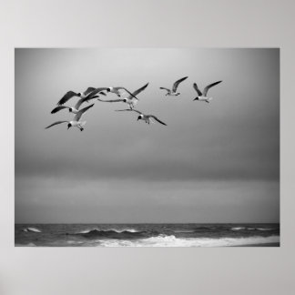 Poster Mouettes