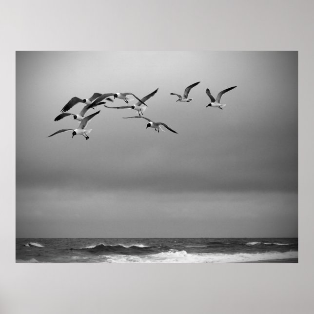 Poster Mouettes (Devant)