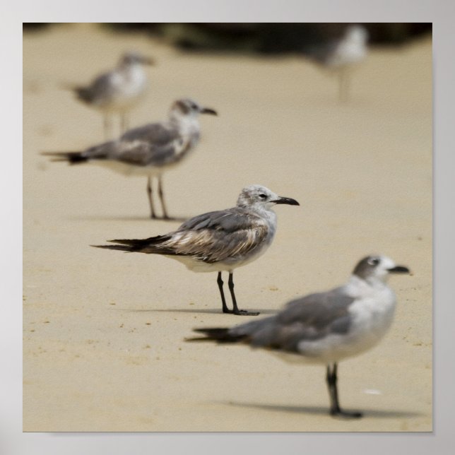 Poster Mouettes (Devant)