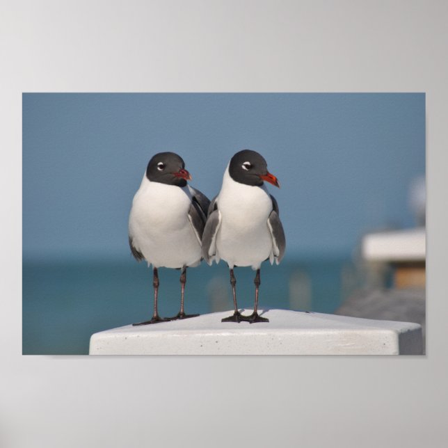 Poster Mouettes à tête noire (Devant)