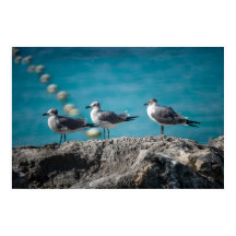 Mouettes de Cozumel au Mexique sur un Rocher 