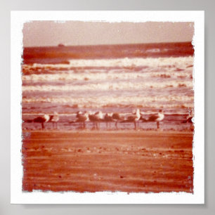 Poster Mouettes de plage Holly