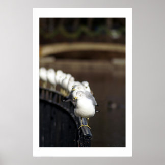 Poster Mouettes en ligne