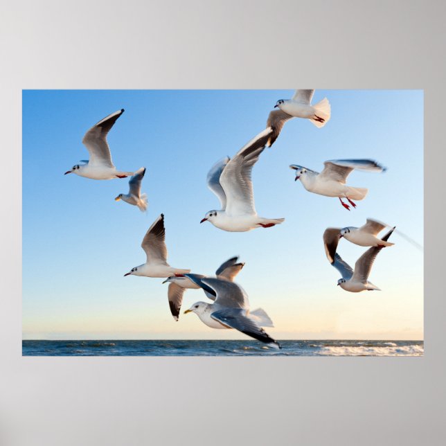 Poster Mouettes en vol (Devant)