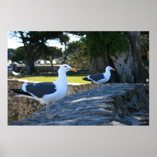 Poster Mouettes, Monterey