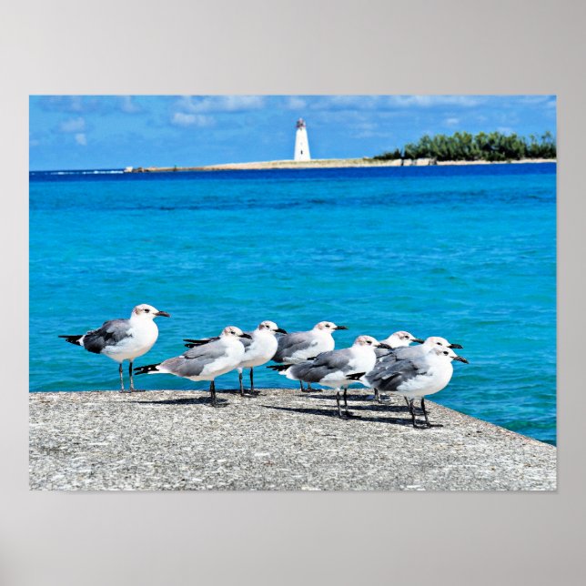 Poster Mouettes, plage de sable, Nassau, Bahamas (Devant)